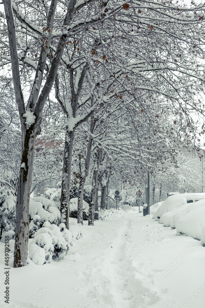 arboles nevados en ciudad arboles nevados en ciudad