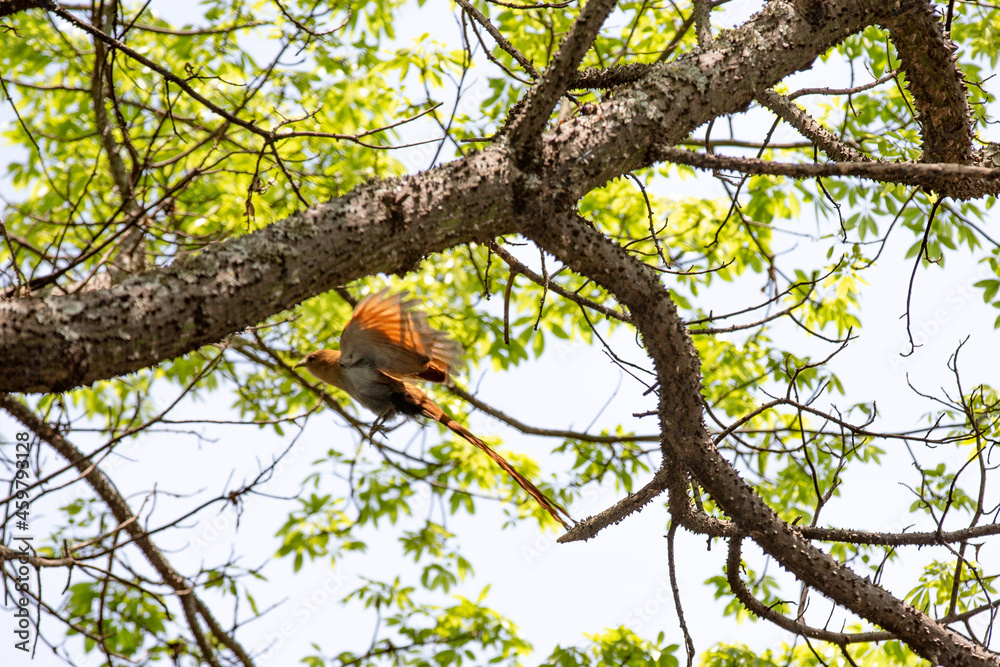 Squirrel Cuckoo (Piaya cayana) flying on the Branch of the Tree - Brazilian Alma-de-gato Squirrel Cuckoo (Piaya cayana) flying on the Branch of the Tree - Brazilian Alma-de-gato