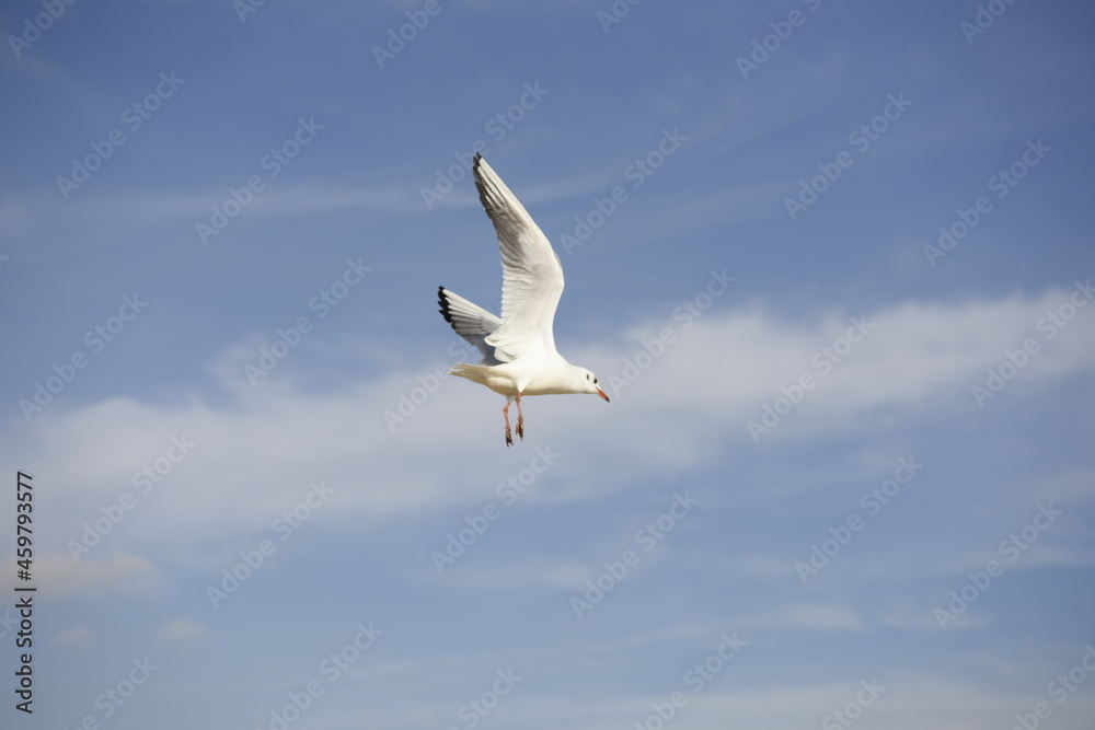 Obraz premium Bird in the sky