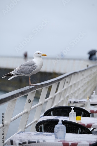 A seagull waiting in front of the terrace of a restaurant.
August 2021, Le Pouliguen, France.