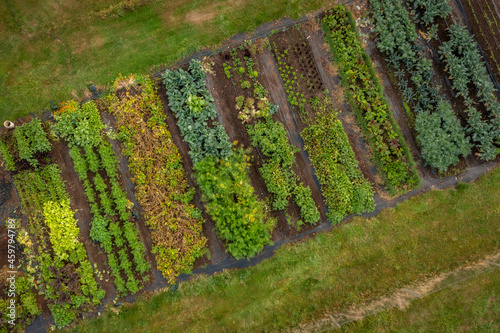 Overhead View of a Colorful Vegetable Garden. Drone shot of mixed vegetables growing in tilled beds. 