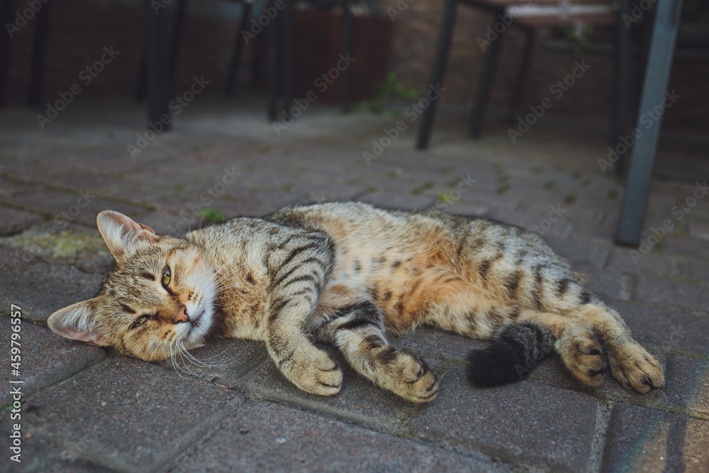Gray cat lies on the asphalt