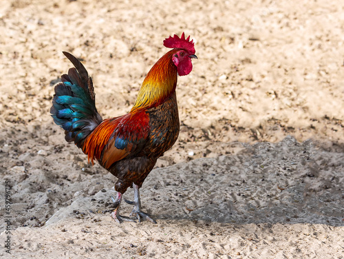 Thailand male chicken rooster with colored feathers walking on the ground in a henhouse. Brown rooster on the sand under the sunlight with a blurry background. red rooster on the background of sand © Sabrina Umansky