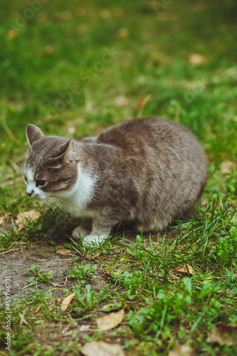 Obraz na płótnie Gray cat sitting in green grass w salonie