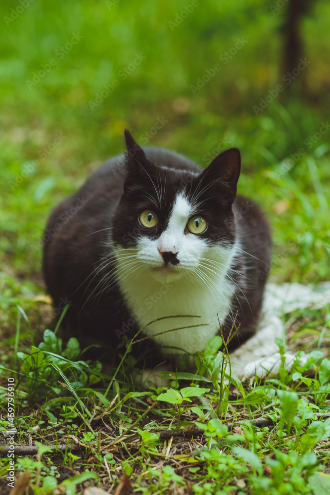 Black and white cat sitting in green grass