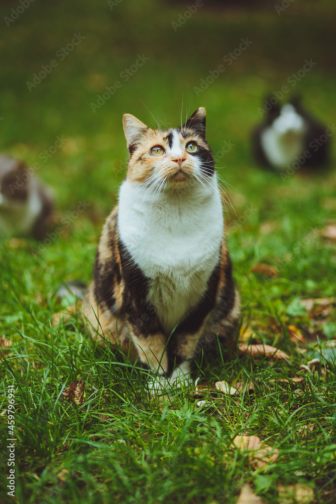 Beautiful tricolor cat sits on green grass