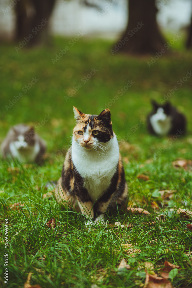 Beautiful tricolor cat sits on green grass