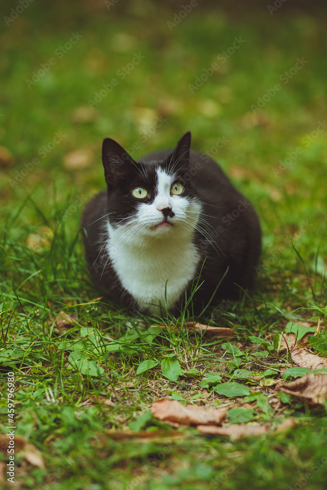 Black and white cat sitting in green grass
