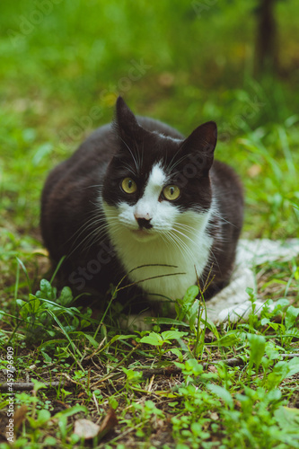Obraz na płótnie Black and white cat sitting in green grass w salonie