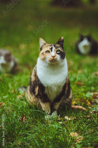 Obraz na płótnie Beautiful tricolor cat sits on green grass w salonie