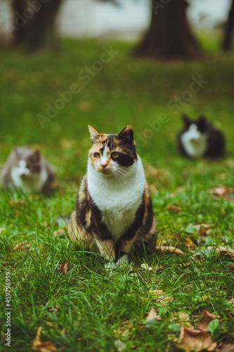 Beautiful tricolor cat sits on green grass