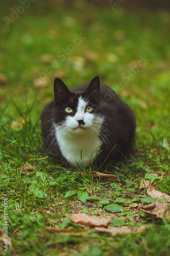 Black and white cat sitting in green grass