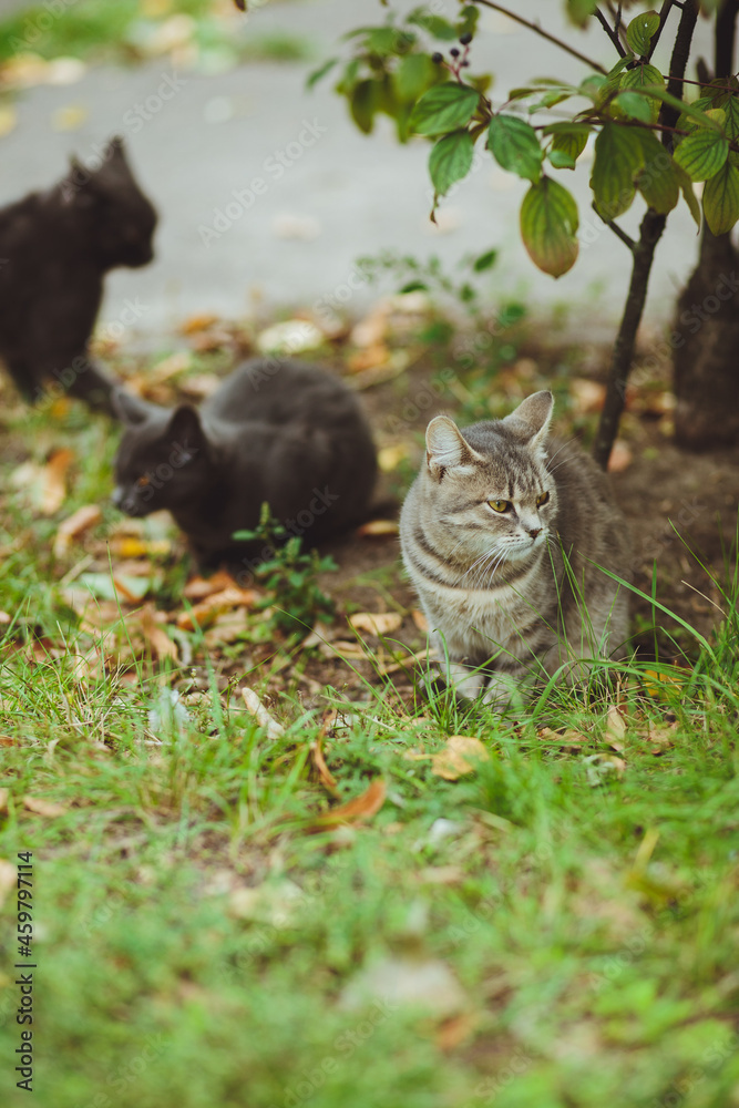 Gray cat sitting in green grass