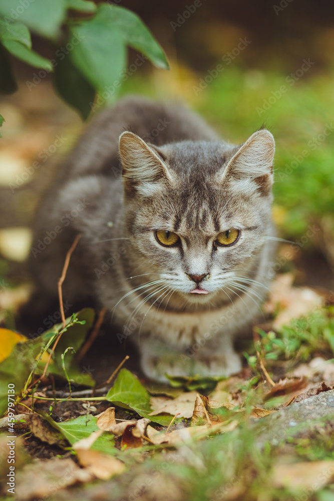 Gray cat sitting in green grass