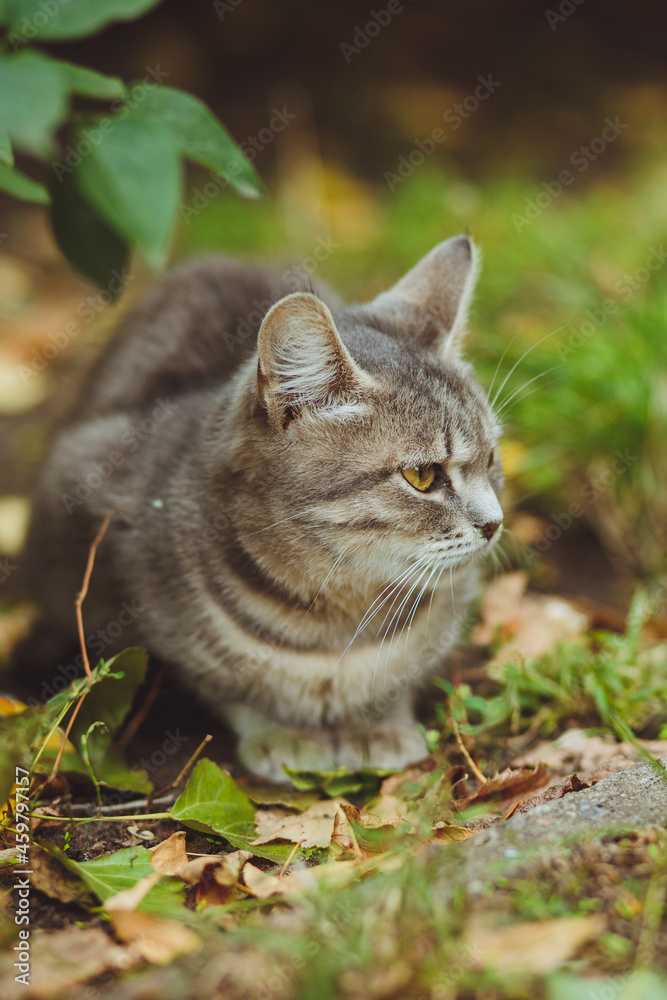 Gray cat sitting in green grass