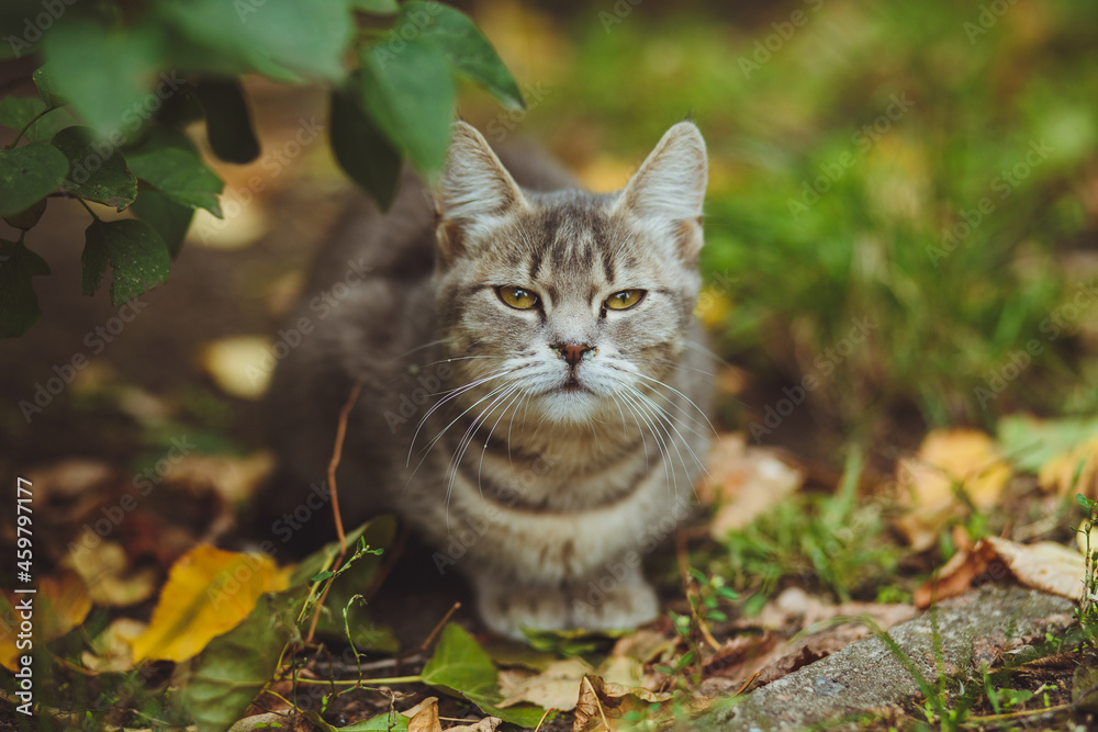 Gray cat sitting in green grass