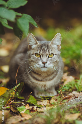 Obraz na płótnie Gray cat sitting in green grass w salonie