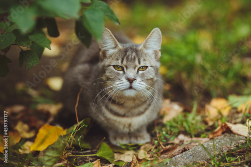 Obraz na płótnie Gray cat sitting in green grass w salonie