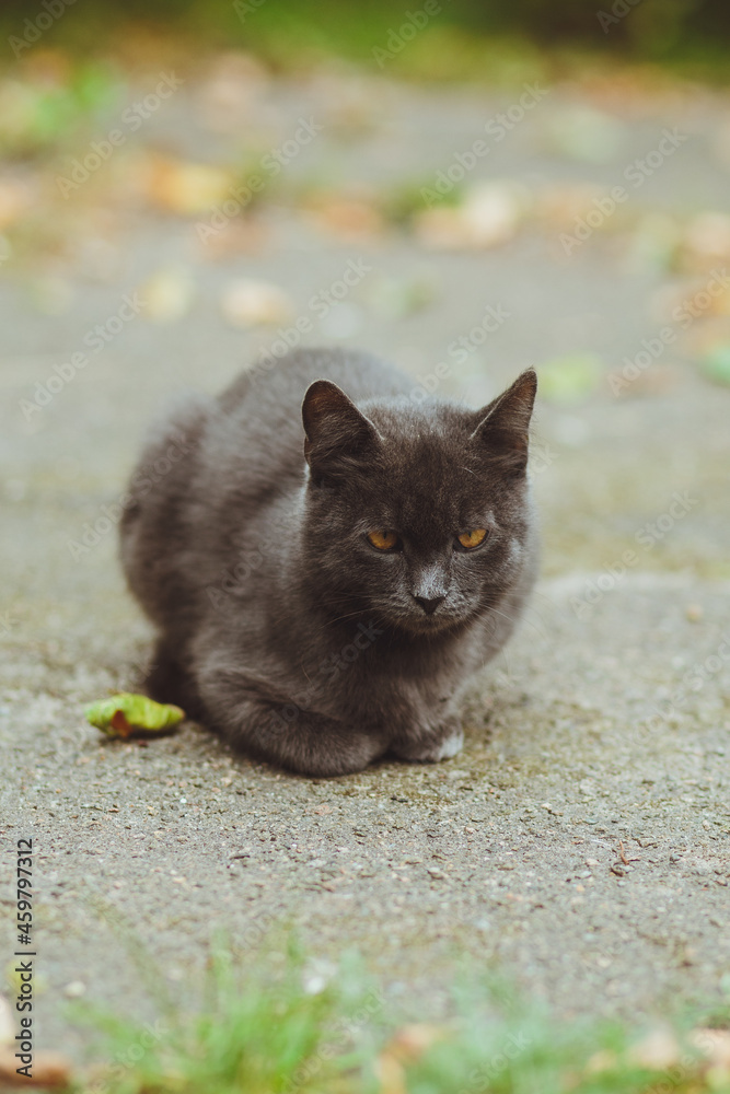 Gray cat lies on the asphalt