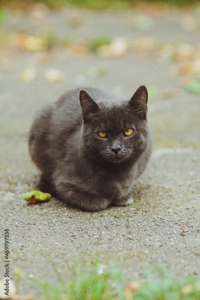 Gray cat lies on the asphalt