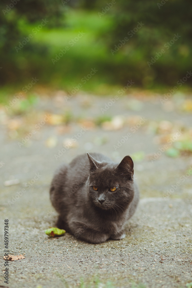 Gray cat lies on the asphalt
