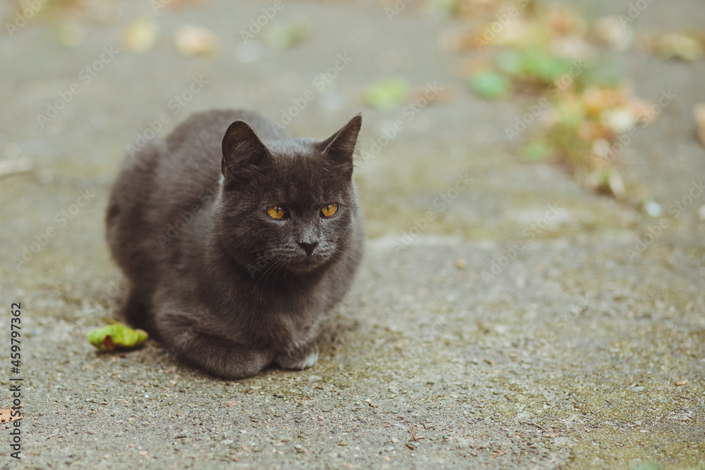 Gray cat lies on the asphalt