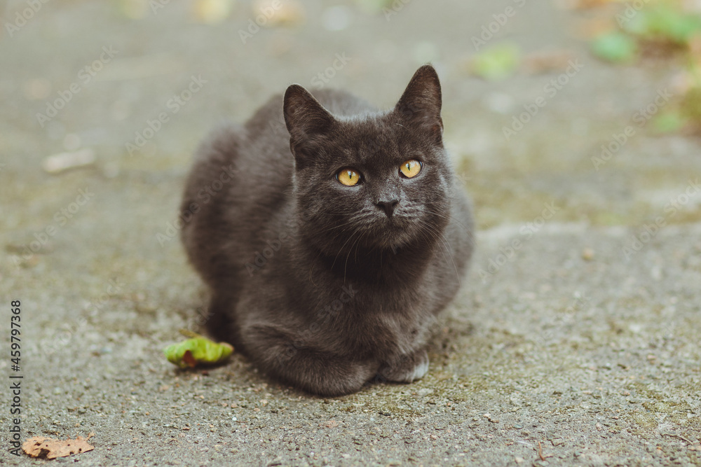 Gray cat lies on the asphalt
