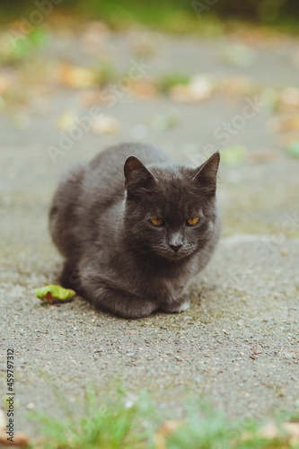 Obraz na płótnie Gray cat lies on the asphalt w salonie