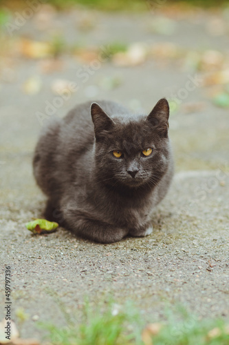 Obraz na płótnie Gray cat lies on the asphalt w salonie
