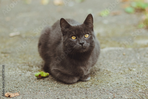 Obraz na płótnie Gray cat lies on the asphalt w salonie