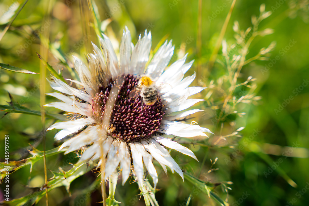 Hummel auf Silberdistel Hummel auf Silberdistel