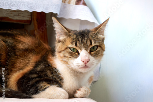 A brindle-colored cat with very beautiful gray-green eyes is sitting on a chair by the table and looking at me.
