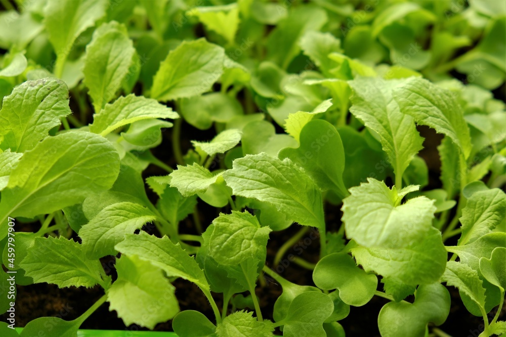 Chinese cabbage seedling in drops of water.cultivation of Chinese cabbage. bio organic vegetables and greens.Growing seedlings. Chinese cabbage seedling in drops of water.cultivation of Chinese cabbage. bio organic vegetables and greens.Growing seedlings.