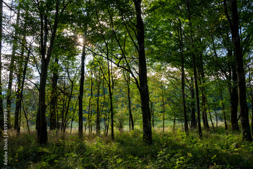 Sonne im Wald, Waldstimmung, Sonne, Waldweg Sonne im Wald, Waldstimmung, Sonne, Waldweg