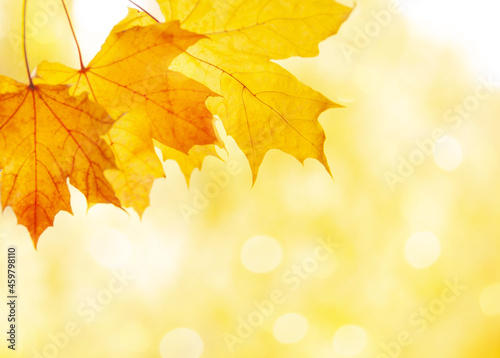maple leaves are yellow on a blurry background