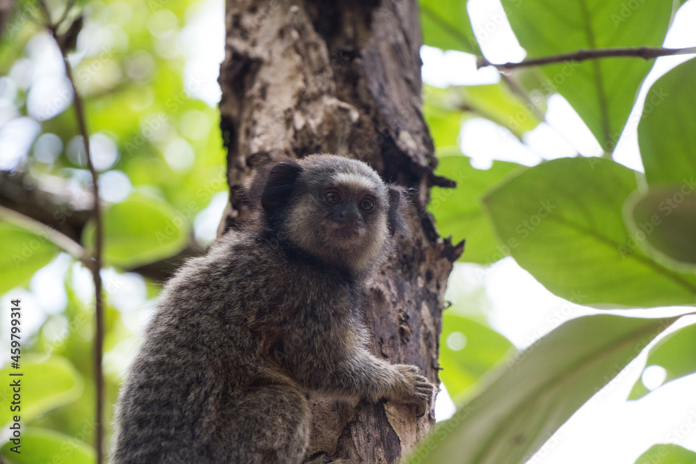 Obraz premium Marmoset climbing tree