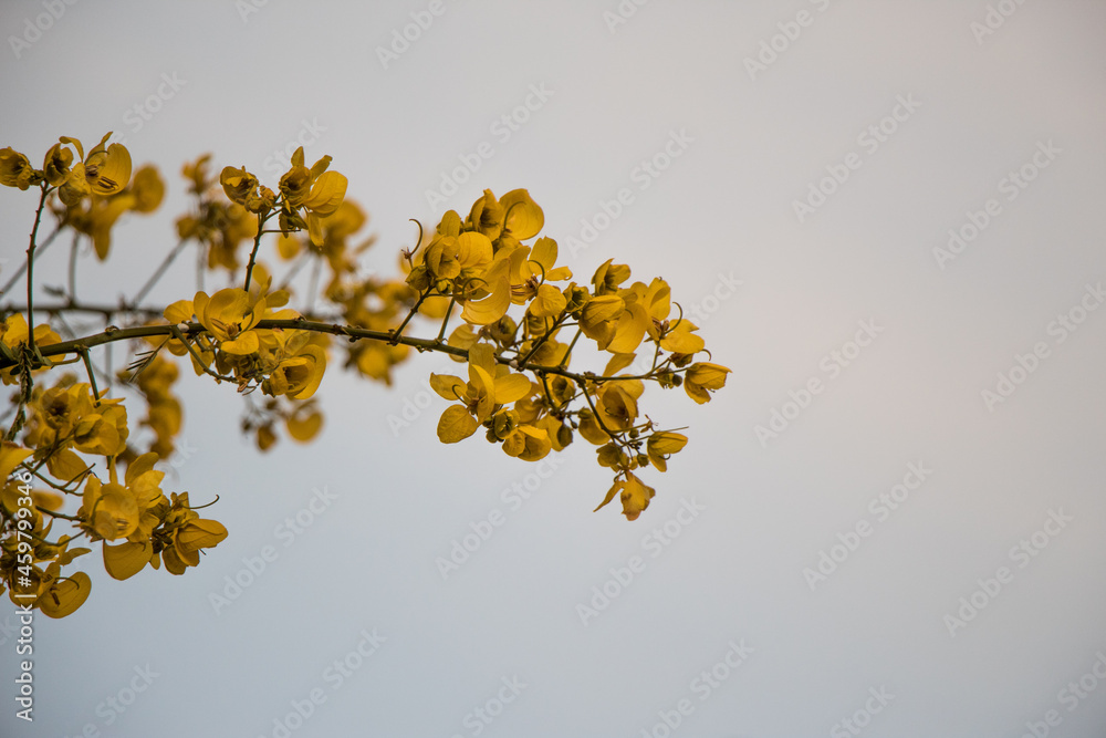 Obraz premium yellow flower cluster