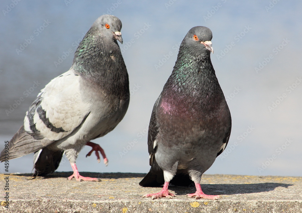 Obraz premium a grey dove basking in the sun