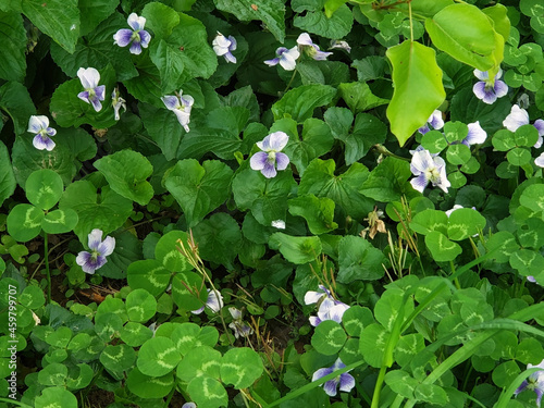 Viola sororia common blue violet meadow purple woolly hooded wood purple flower closeup photo