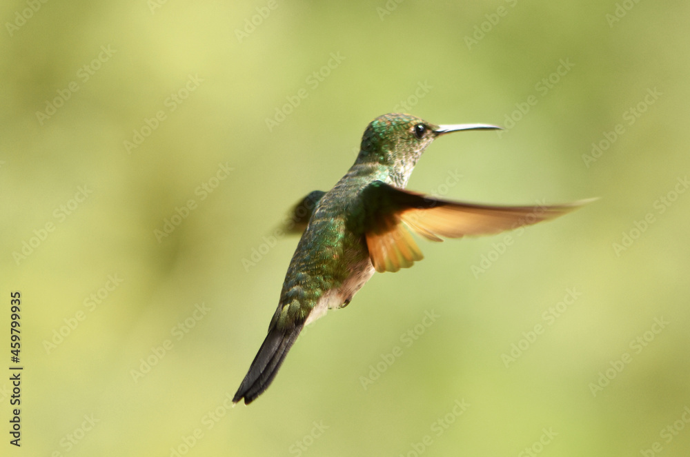 Fototapeta premium Albert