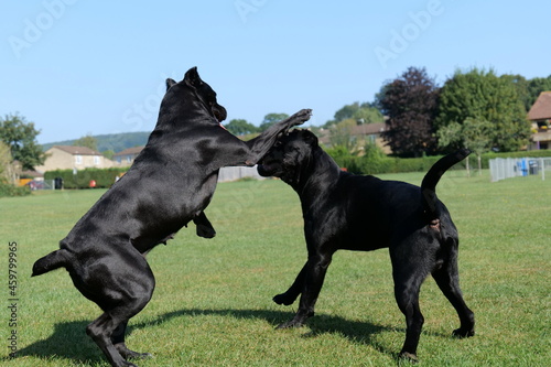 Two Cane Corso playing on the field
