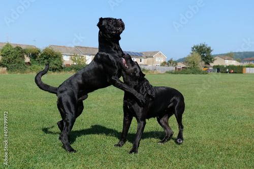 Two Cane Corso playing on the field 