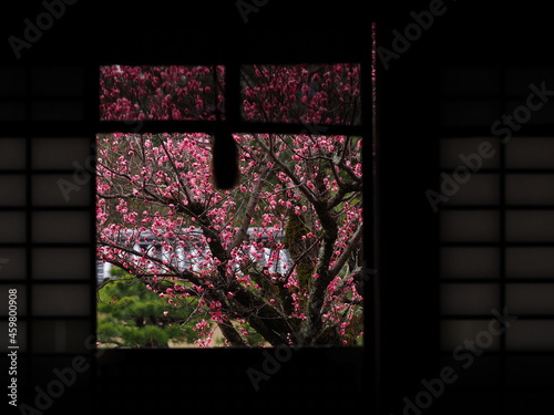 京都にあるお寺で咲いている梅の花