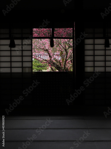京都にあるお寺で咲いている梅の花