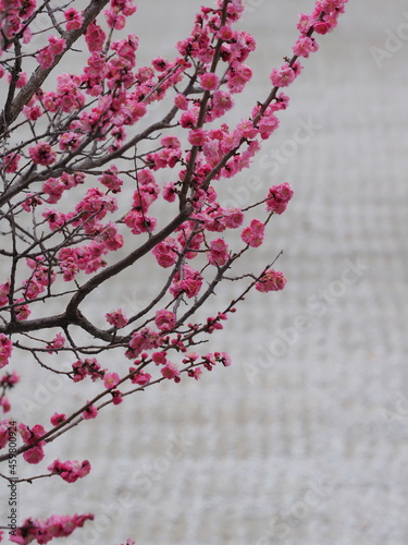 京都にあるお寺で咲いている梅の花