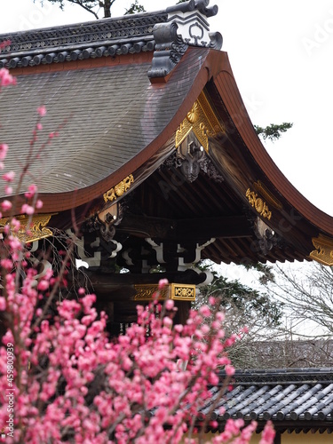 京都にあるお寺で咲いている梅の花