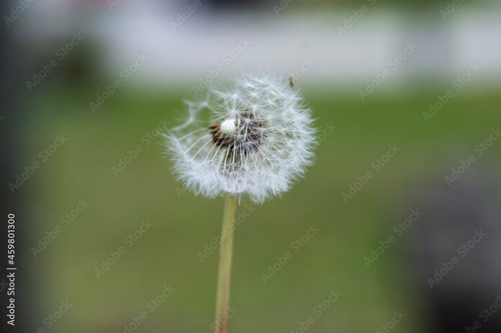 Fototapeta premium dandelion