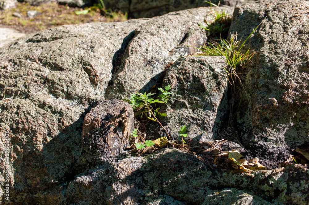 Obraz premium stone wall