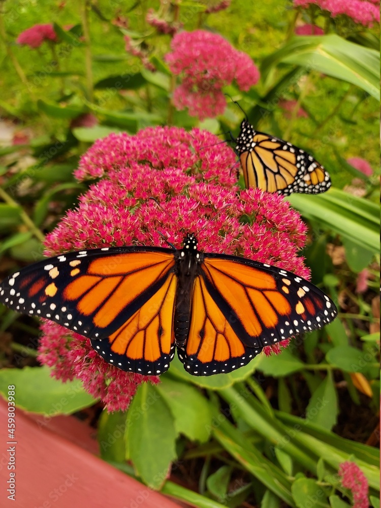 Fototapeta premium monarch butterfly on flower