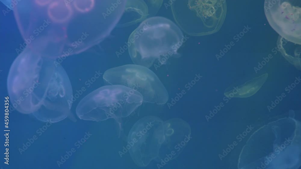 Flock of moon jellyfish slowly floats in water of aquarium, in which multi-colored illumination colors the translucent bell-body of jelly. Place for meditation. Unusual interior solutions. Flock of moon jellyfish slowly floats in water of aquarium, in which multi-colored illumination colors the translucent bell-body of jelly. Place for meditation. Unusual interior solutions.